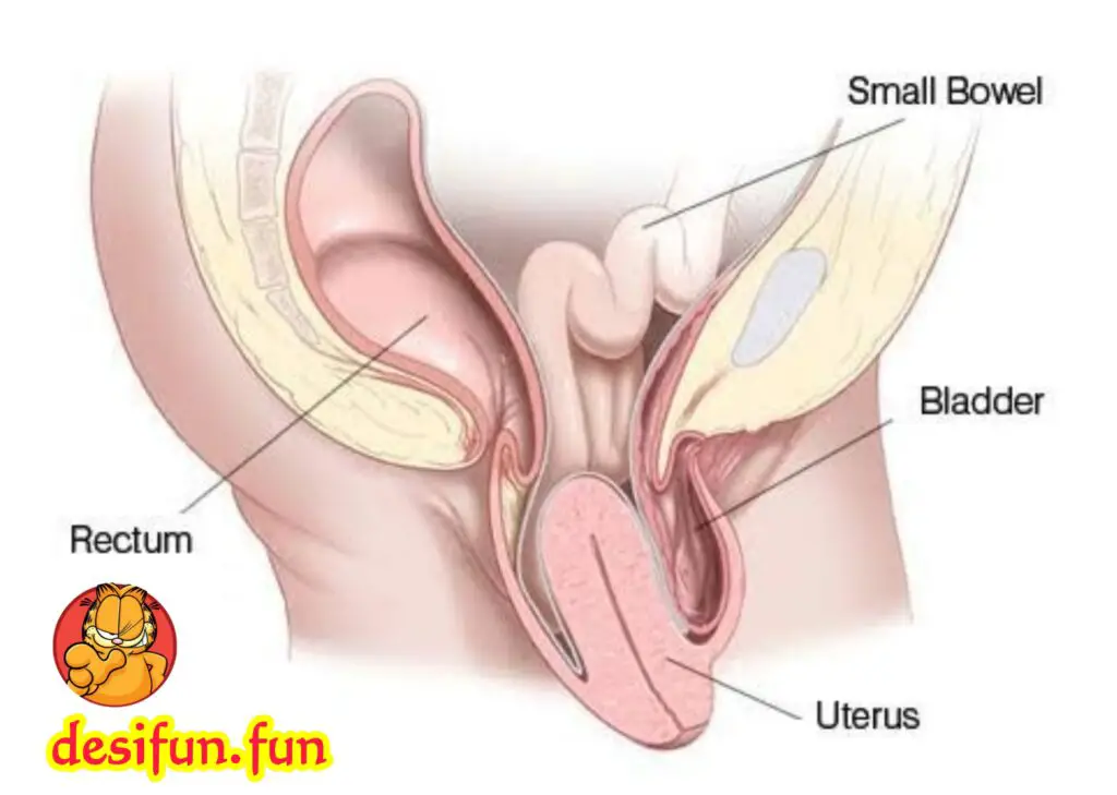 What is uterine prolapse? Why does it happen? How to treat it?